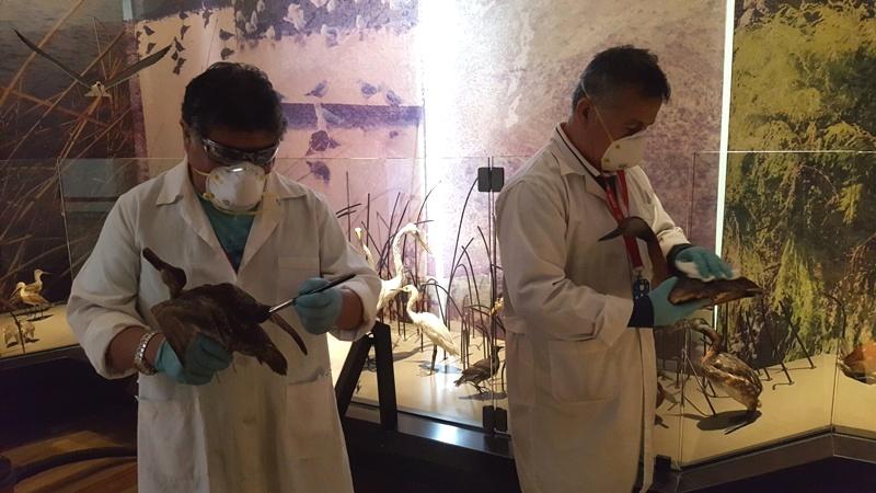 El taxidermista del museo Juan Carlos Belmar y el asistente de procedimientos Francisco Guzmán, encargados de limpiar las variadas piezas que conforman la exhibición.