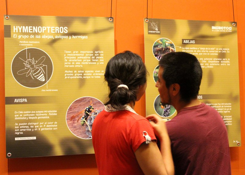 Insectos de la Zona Central de Chile | Museo de Historia Natural de