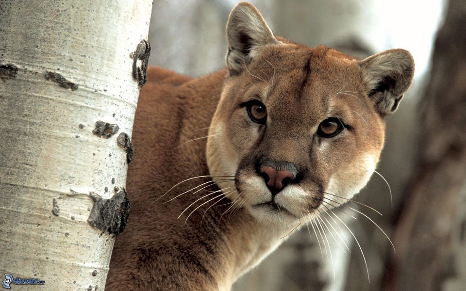 Triste muerte de puma Museo de Historia Natural de Valpara so