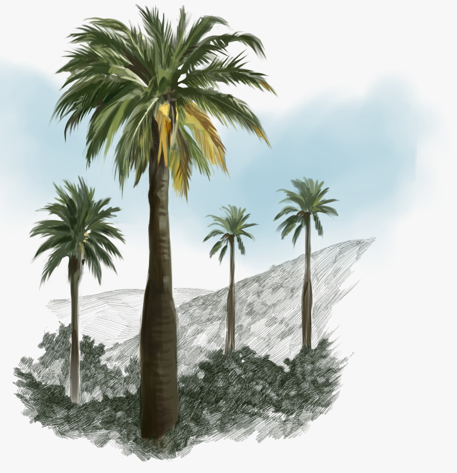 Palma chilena Jubaea chilensis