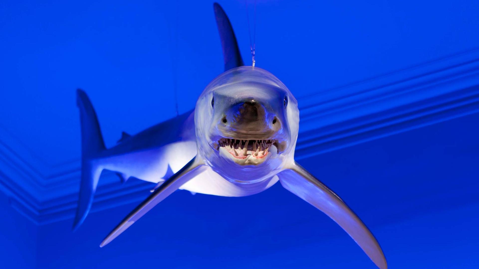Tiburón Marrajo