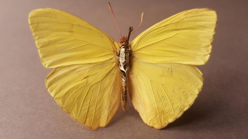 Mariposa amarilla (Phoebis  sennae, amphitrite) Colección entomológica, MHNV.