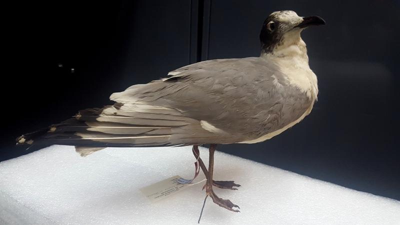 Gaviota de Franklin Leucophaeus pipixcan Gaviota de Franklin (Leucophaeus pipixcan) Concón 1945, colección aves montadas, MHNV 296.