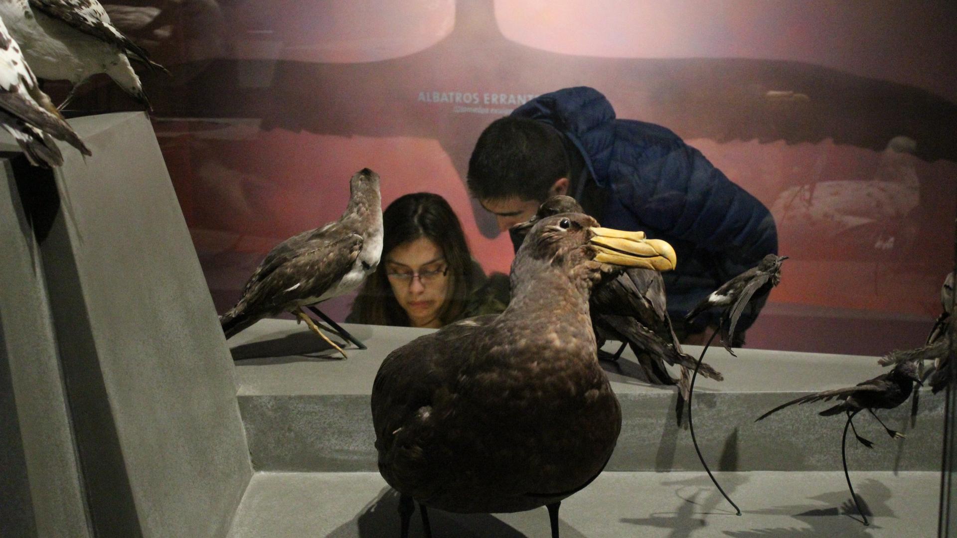 Con distintas actividades modalidad on line, el Museo de Historia Natural de Valparaíso estará ofreciendo cuna varieda cartelera para compartir con todos (as) los usurios (as)