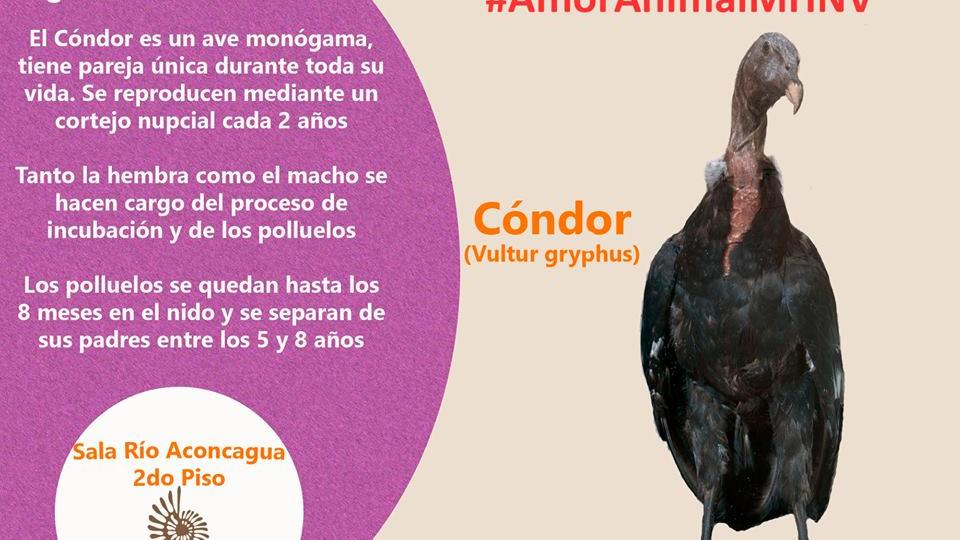 En la semana del amor y la amistad,  el MHNV  destacó 5 animales que son parte de la exposición permanente y que cuentan con una peculiar manera de reproducirse y/o que tienen una manera propia de interactuar con sus crías