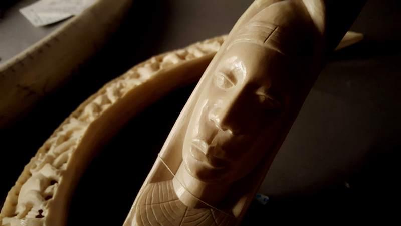 Esto no es Patrimonio: Colmillos de Marfil Detalle colmillo de marfil, correspondiente a un ejemplar africano, actualmente en la colección CITES del MHNV.