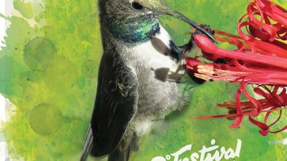 IX Festival de Aves