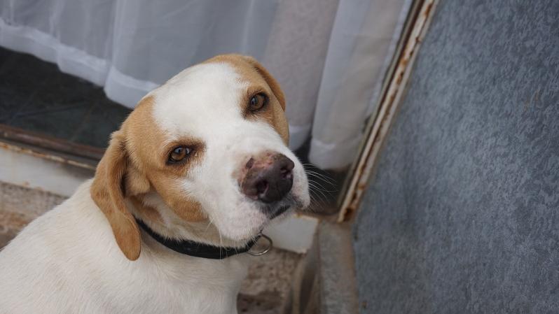 Hola él es Bako Andrés, compañero, guardián y amigo fiel. Él es un Canis lupus familiaris más conocido como perro doméstico. Es un mamífero, le encantaba tomar leche de su mamadera, ya que siendo muy pequeño fue encontrado en una bolsa plástica en la cal