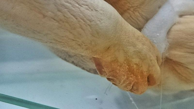 Detalle siamesa bicéfala. Colecciones de teratología MHNV Tearatología: Estudio de las anomalías y malformaciones en organismos animales y vegetales, en especial las de origen embrionario.