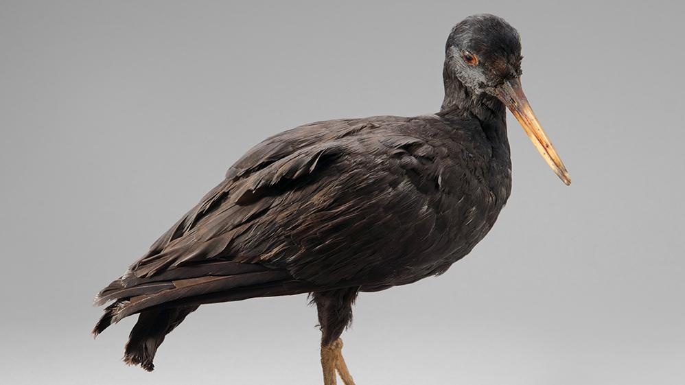 Pilpilén negro (Haematopus ater)