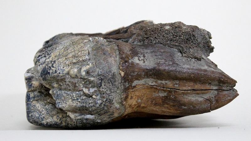 Molar de mastodonte, colección fósiles MHNV
 