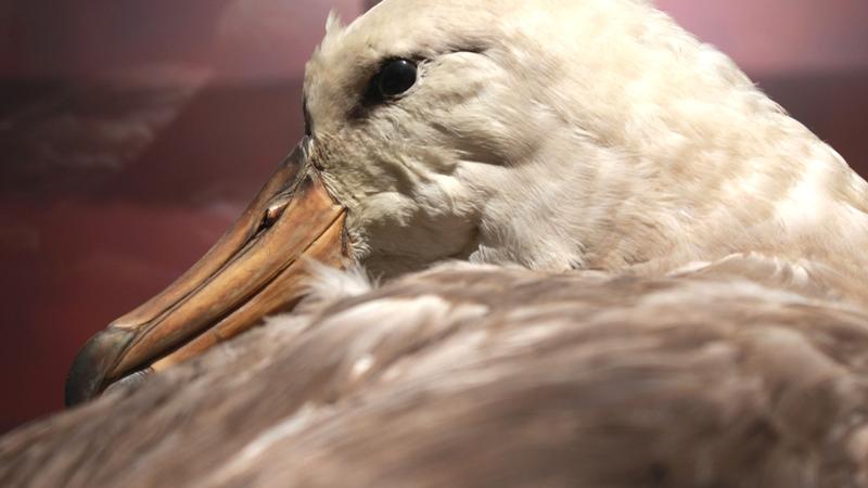 Aves de Valparaíso: Diversidad, Conservación y Potencial en el Turismo Especializado”, a cargo del Ornitólogo, Rodrigo Reyes