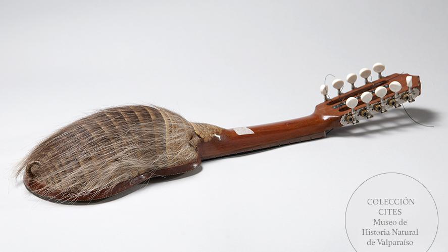 Charango de quirquincho peludo patagónico, s/f. Cites, apéndice II. Depósito legal del Museo de Historia Natural de Valparaíso.