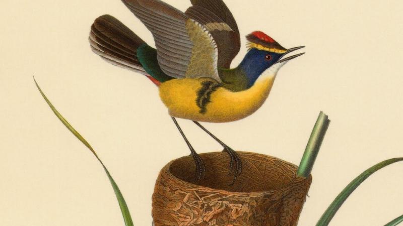 Sietecolores (Tachuris rubrigastra) Atlas de la historia física y política de Chile. Tomo segundo Claudio Gay (1854)