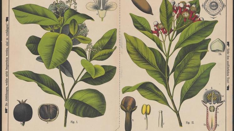 Zippel, H., Bollmann, K. & Thomé, Otto W. 1880-1881. Ausländische Culturpflanzen in bunten Wand tafeln (Plantas cultivadas en el extranjero en coloridos paneles de pared), Tafel 4 (Pizarra 4).