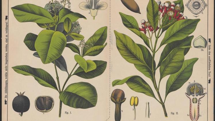 Zippel, H., Bollmann, K. &amp; Thomé, Otto W. 1880-1881. Ausländische Culturpflanzen in bunten Wand tafeln (Plantas cultivadas en el extranjero en coloridos paneles de pared), Tafel 4 (Pizarra 4).