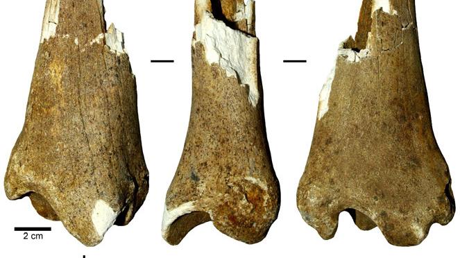 Epífisis distal de tibia izquierda proveniente del sector CT N°2 Epífisis distal de tibia izquierda proveniente del sector CT N°2