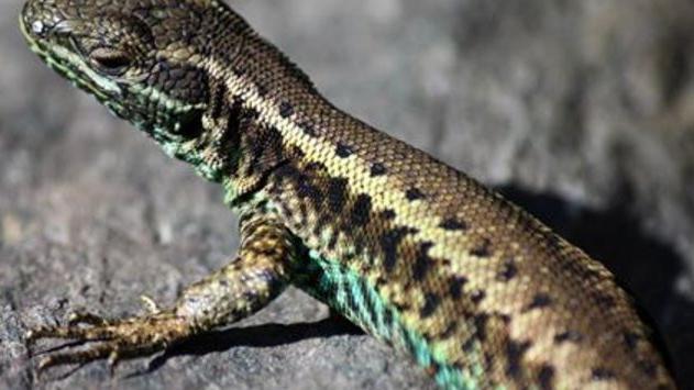 Liolaemus pictus; especie de lagartija en estudio poblacional