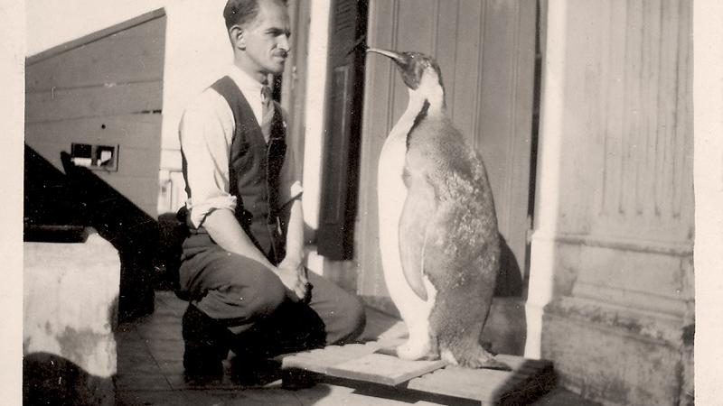 José Carpeneto observando su labor de taxidermia: un pingüino, década del '30