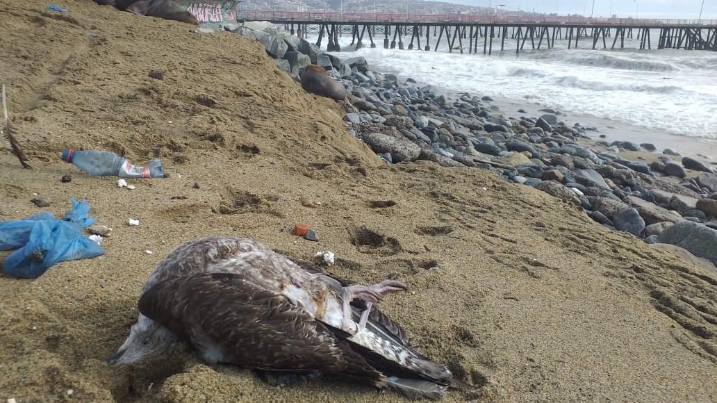 Hasta el momento se han encontrado 11 especies entre pelícanos, gaviotas dominicanas y cormoranes liles, en 4 playas de Valparaíso.