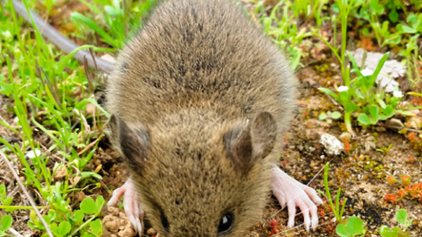 Campaña de Prevención del Virus Hanta Roedor silvestre Oligoryzomis Longicaudatus, comúnmente llamado ratón de cola larga