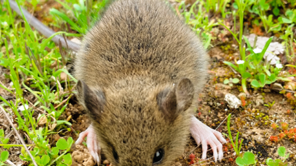 Roedor silvestre Oligoryzomis Longicaudatus, comúnmente llamado ratón de cola larga