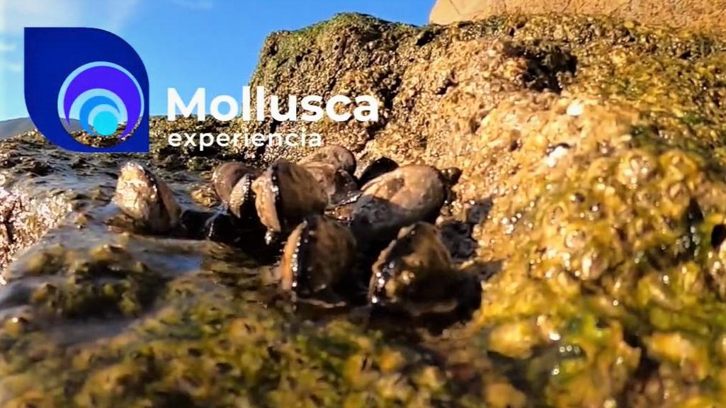 Mollusca experiencia revista digital científica