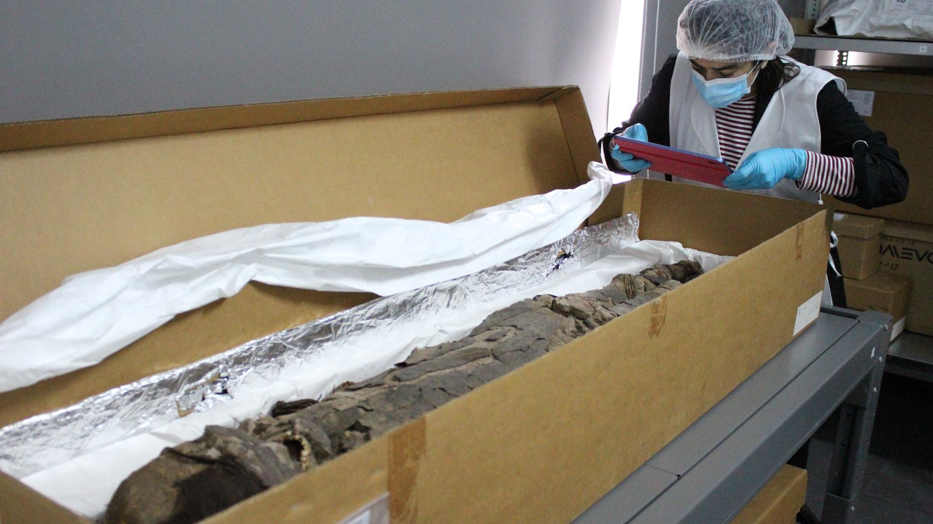 estudio de momia chinchorro en el museo