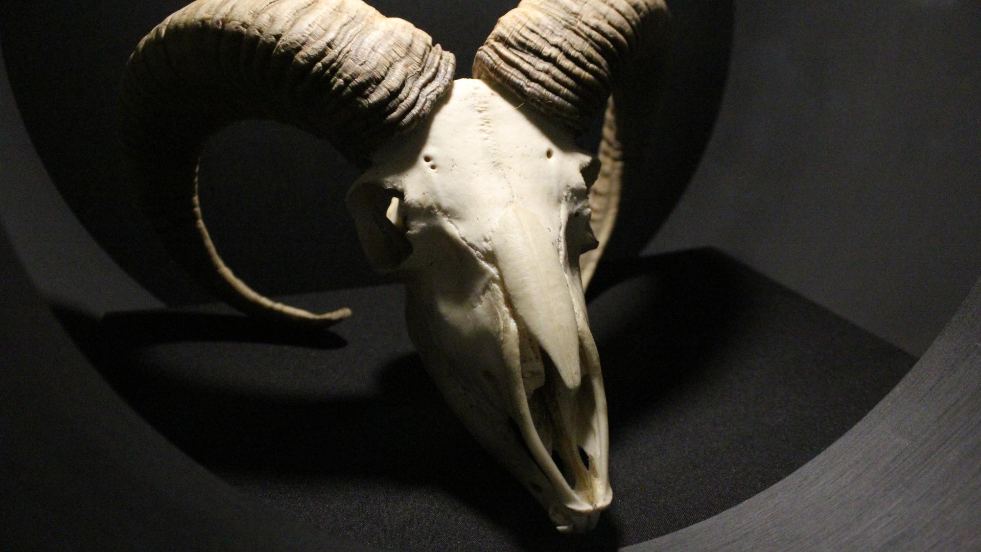 Craneo de cabra en exhibición del museo