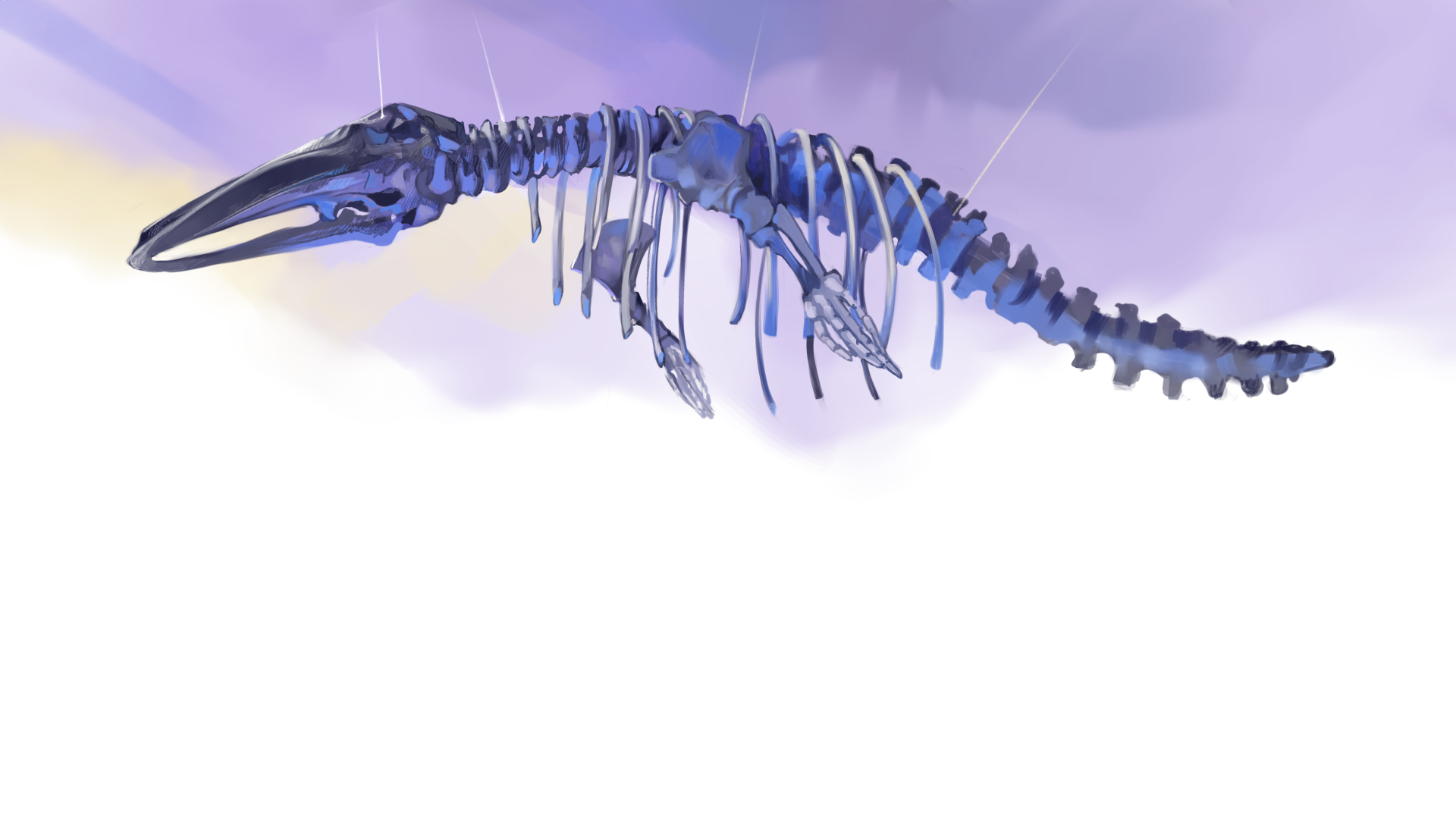 Ilustración esqueleto ballena minke