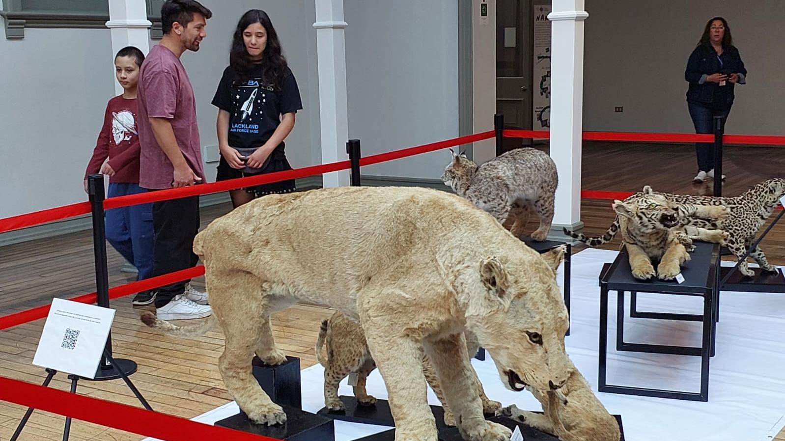 Inauguración exposición "Felidos, majestuosos y ancestrales"