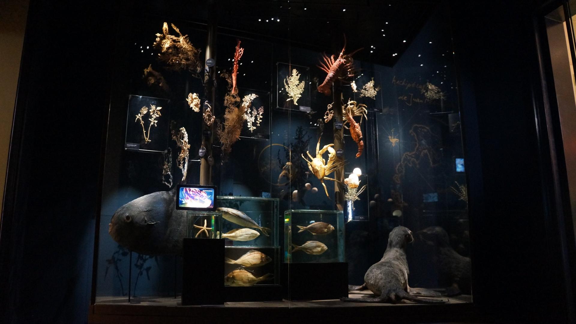 sala islas museo de historia natural