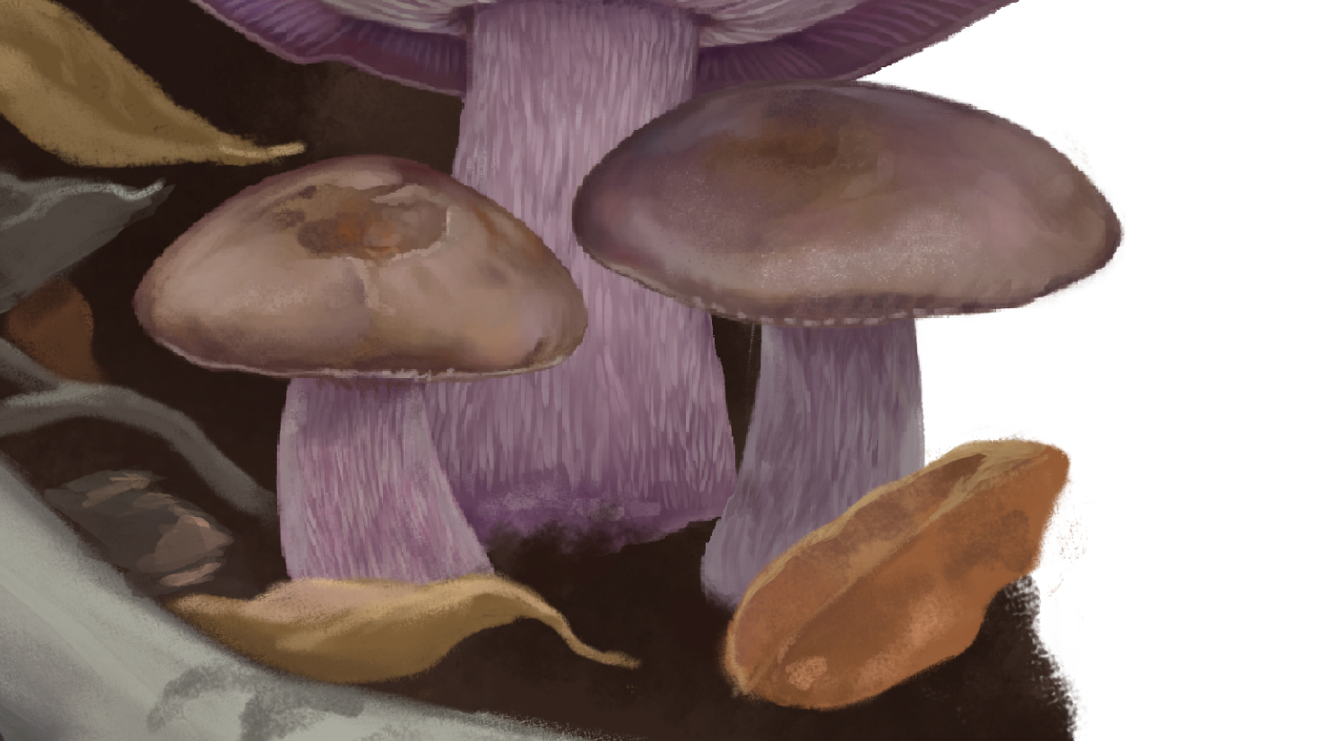 Hongo pie azul, Clitocybe nuda. Ilustración: José Díaz Carvajal