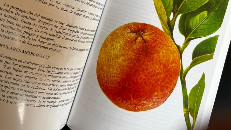 Ilustración de naranja por Francisco Ramos