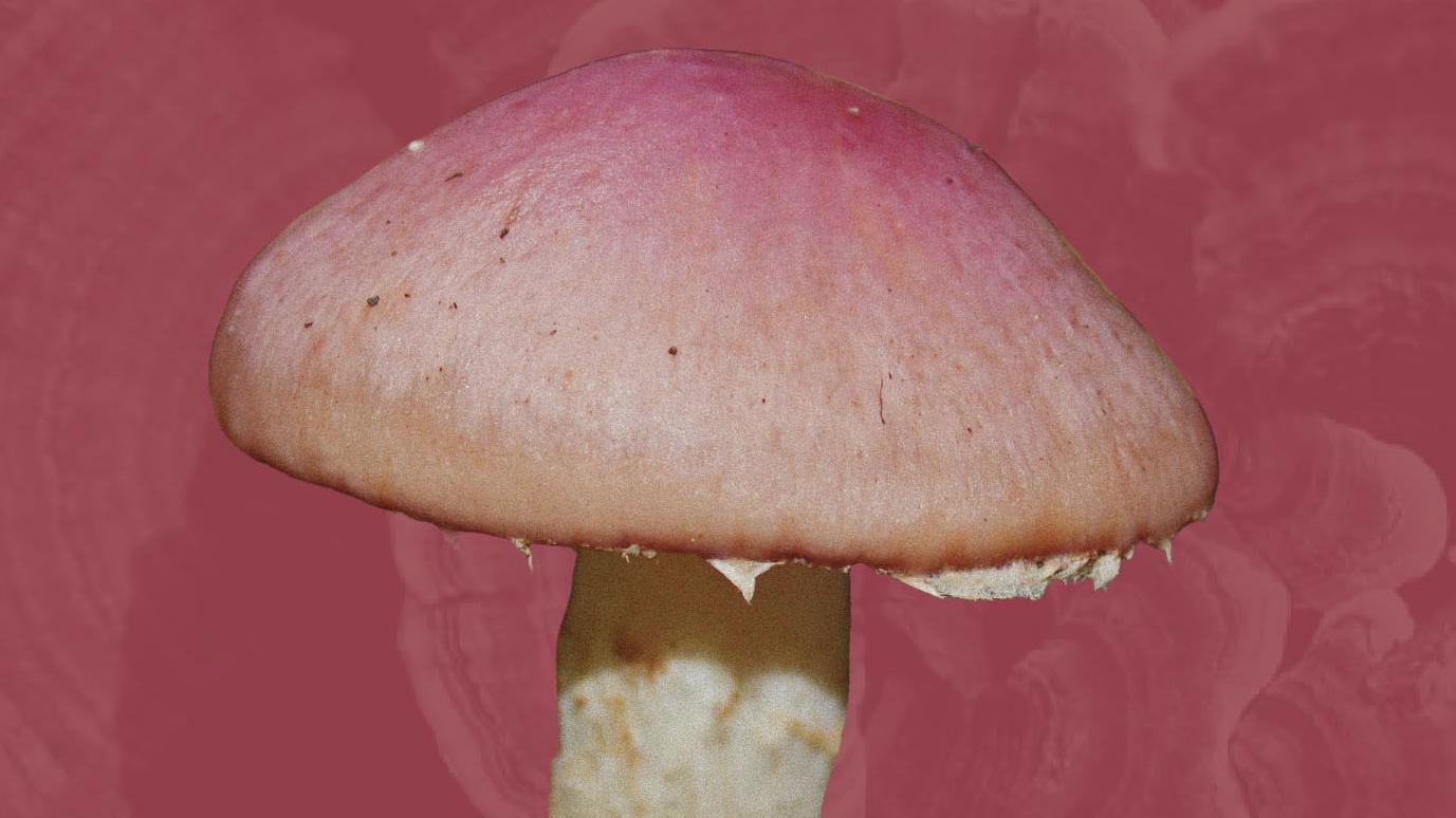 Cortinarius lebre: hongo silvestre poco común, característico por su coloración y su asociación con suelos forestales.