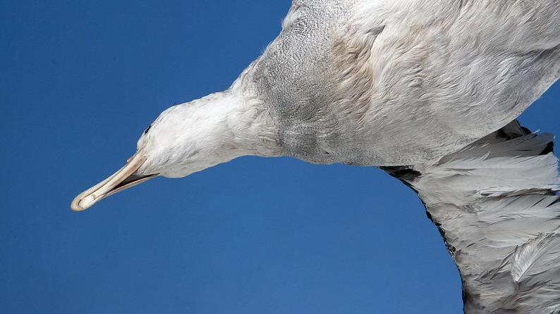 Albatros, exposición museo.