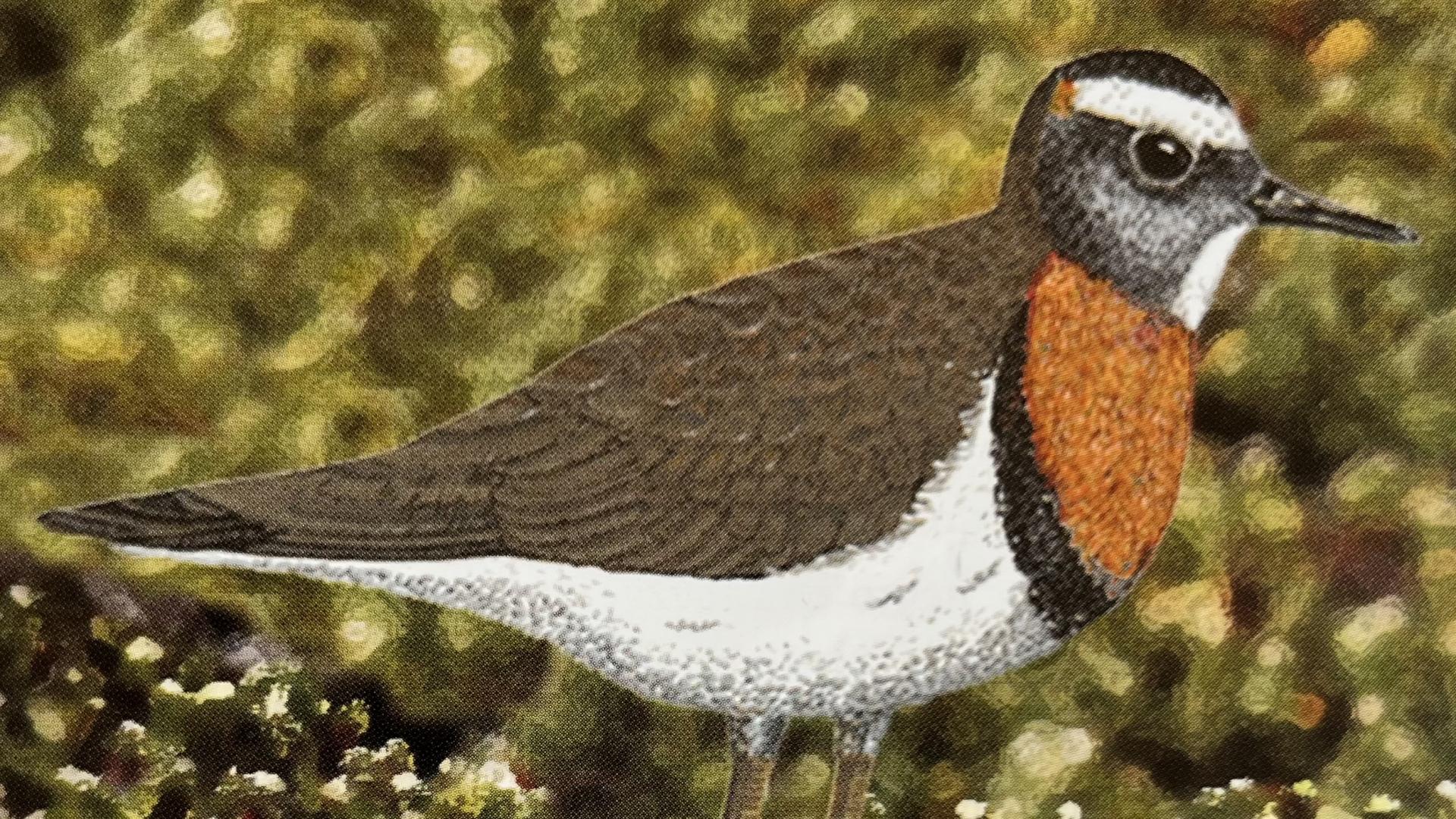 Chorlo chileno (Charadrius modestus) 