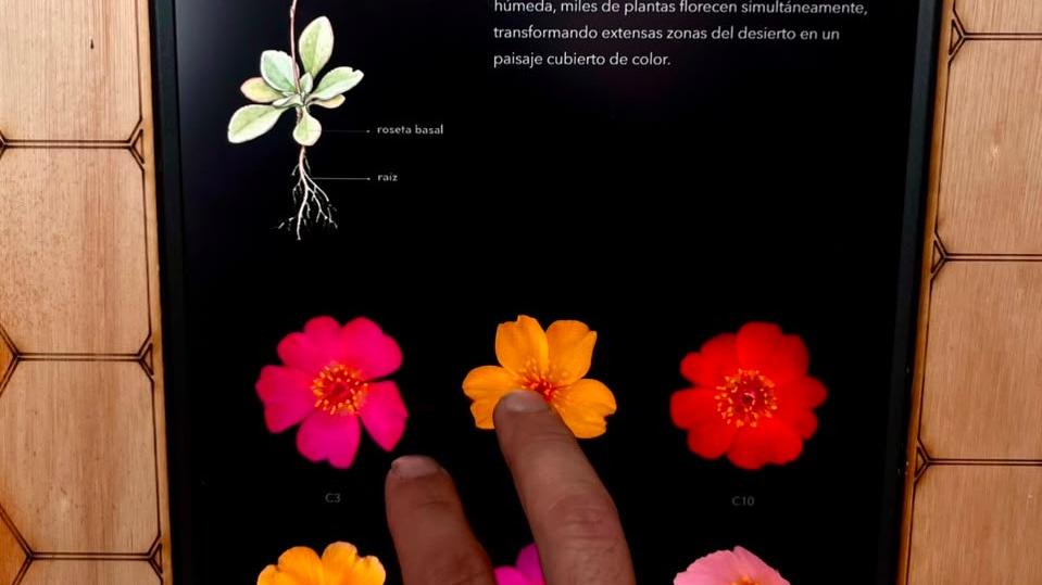 Exposición visión de abeja