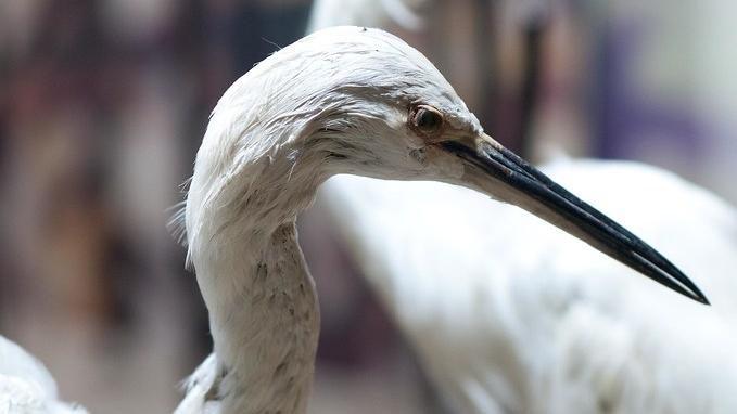 exposición Biodiversidad en la Región de Valparaíso
