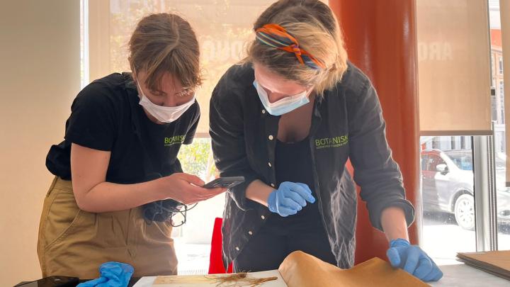 visita especialistas jardín botánico de Suecia