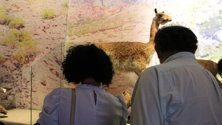 guiado steam en el museo