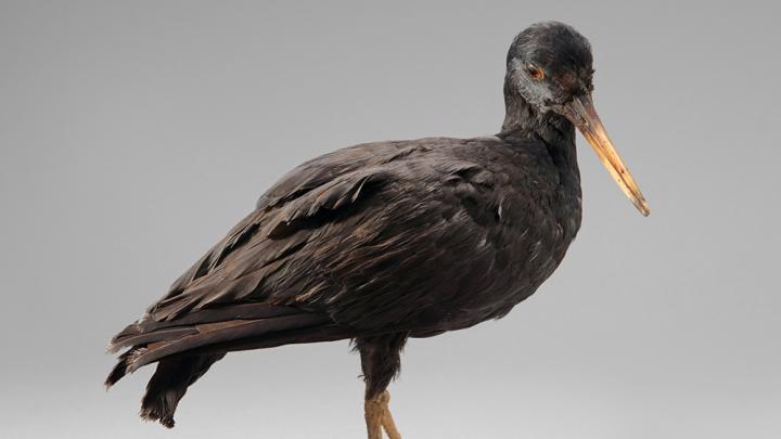 curso taxidermia