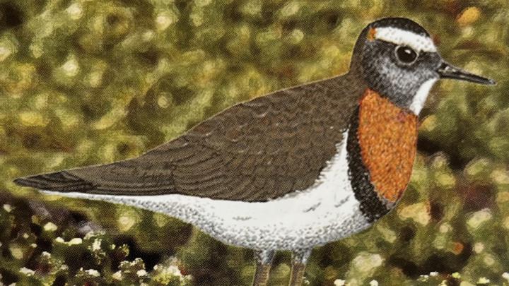 Chorlo chileno (Charadrius modestus) 
