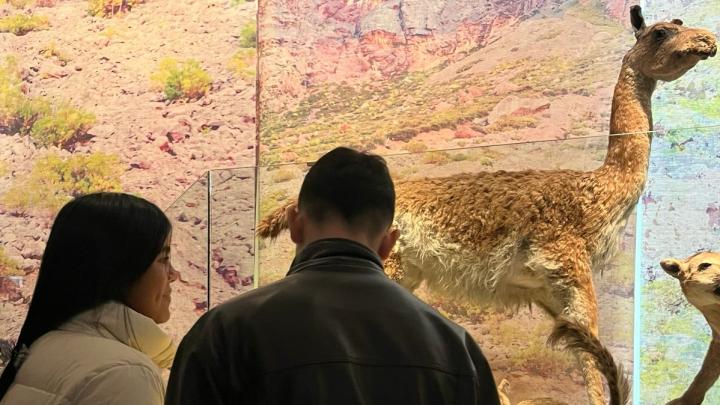 recorrido de visitantes por el museo