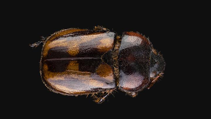 Pololo manchado (Oryctomorphus bimaculatus)
