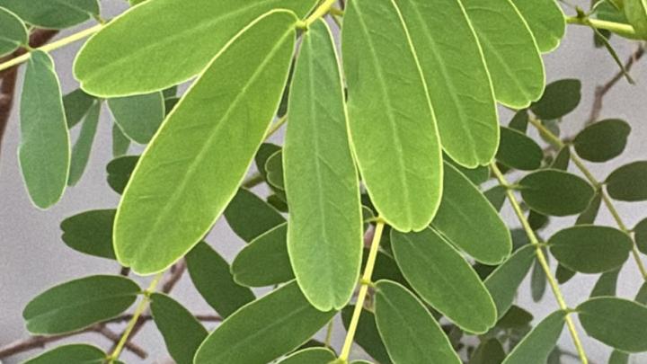Espacio Museo Verde destacamos un Quebracho (Senna candolleana) 