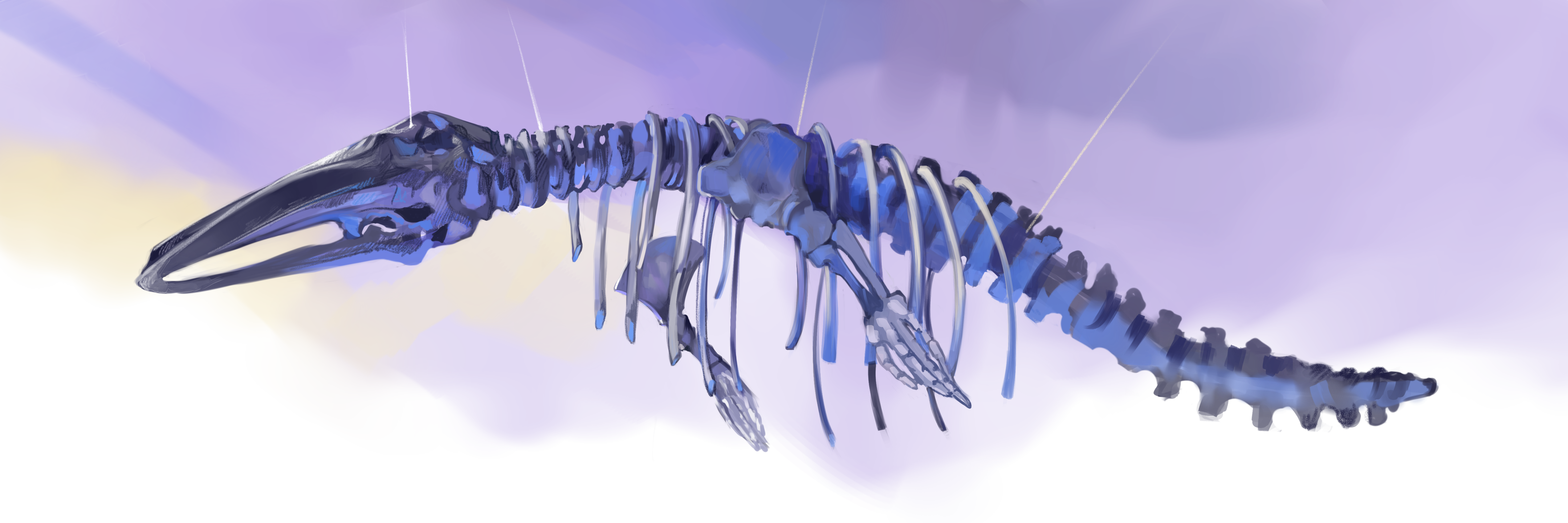 Ilustración esqueleto ballena minke