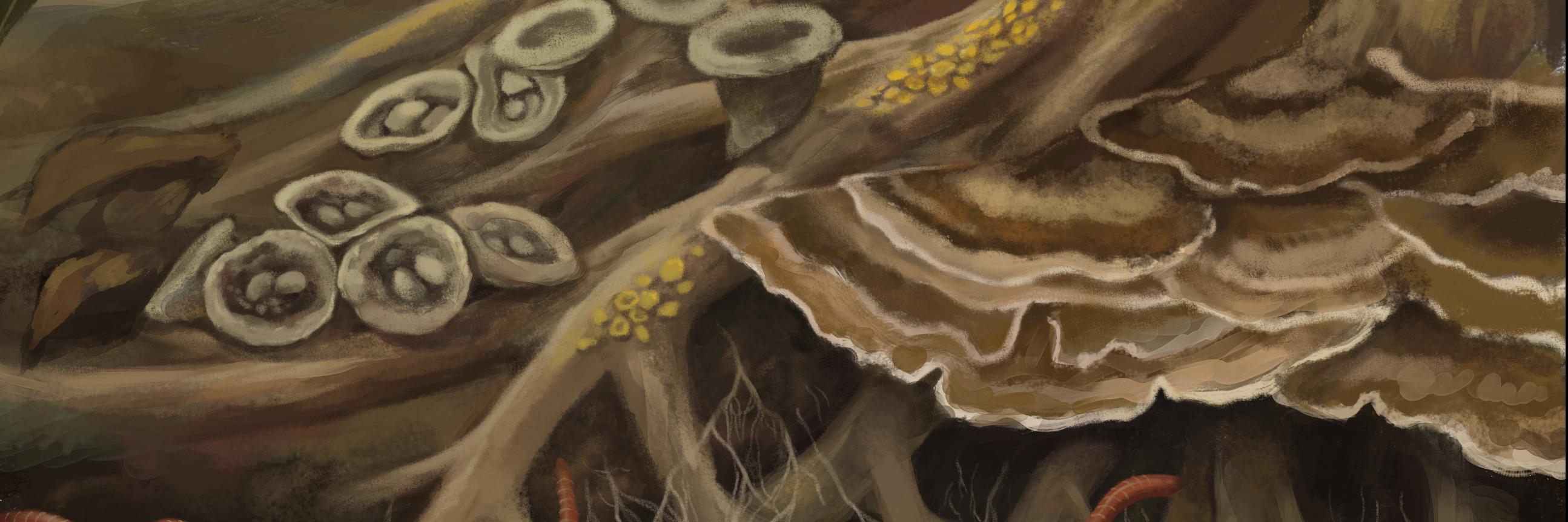 Festival fungi