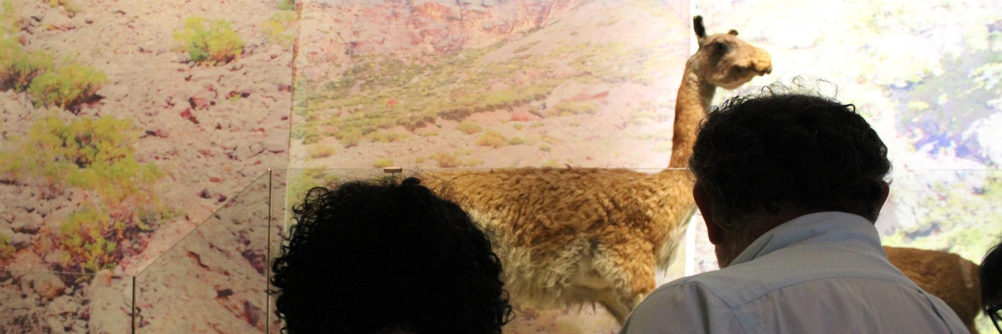 guiado steam en el museo