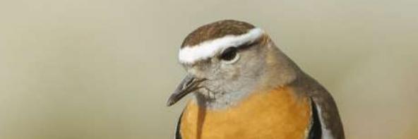Chorlo chileno (Charadrius modestus) 
